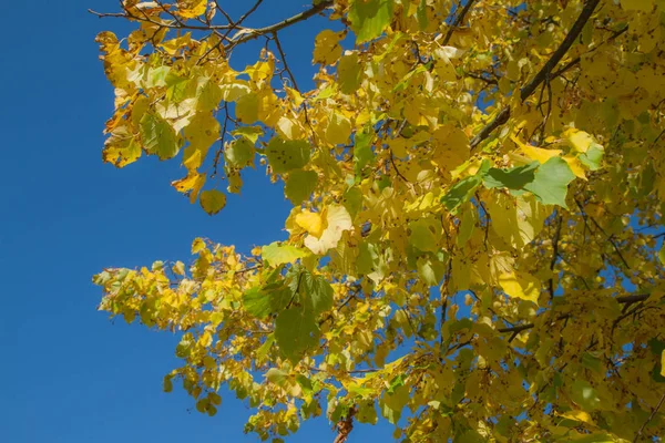 Beech Tree Jesienią Przeciw Błękitne Niebo — Zdjęcie stockowe