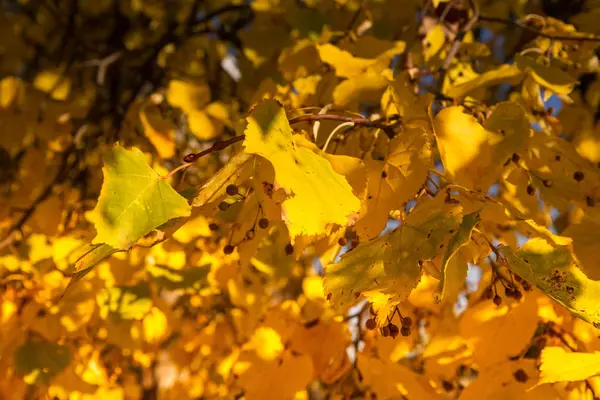 山毛榉树在秋天反对蓝天 — 图库照片