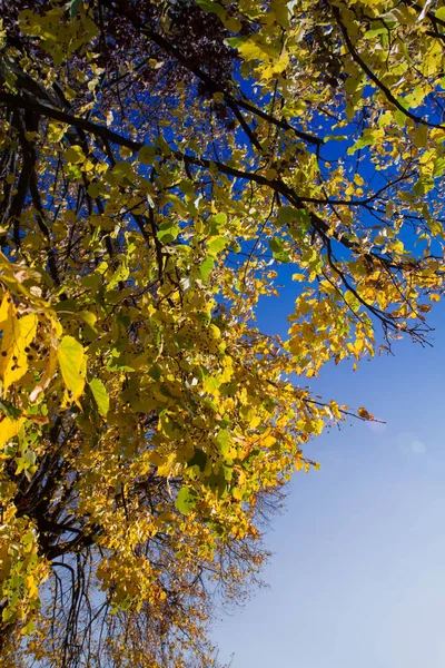 Faia Árvore Outono Contra Céu Azul — Fotografia de Stock