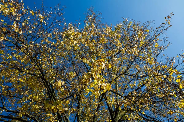 Faia Árvore Outono Contra Céu Azul — Fotografia de Stock