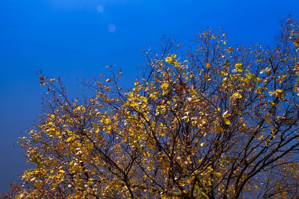 Kayın Ağacı Mavi Gökyüzü Karşı Güz — Stok fotoğraf