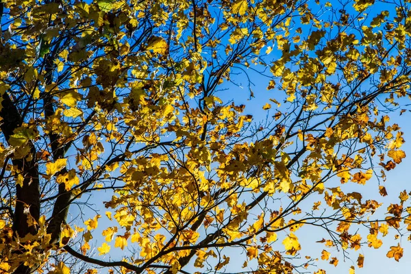 Feuilles Érable Automne Gros Plan — Photo