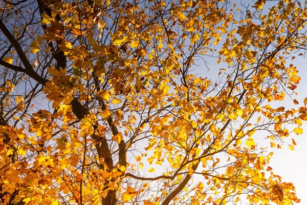 Feuilles Érable Automne Gros Plan — Photo