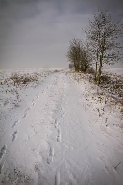 Eine Winterlandschaft — Stockfoto