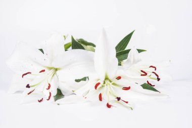 Beyaz arka planda beyaz zambak