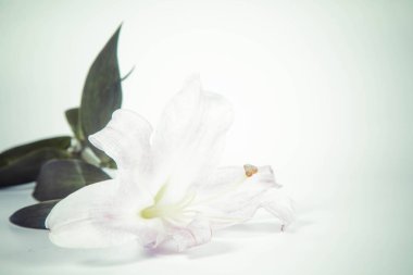 Wwhite arka plan üzerinde pembe lily