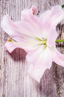 Ahşap arka plan üzerinde pembe lily