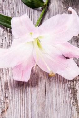 Ahşap arka plan üzerinde pembe lily
