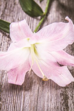 Ahşap arka plan üzerinde pembe lily
