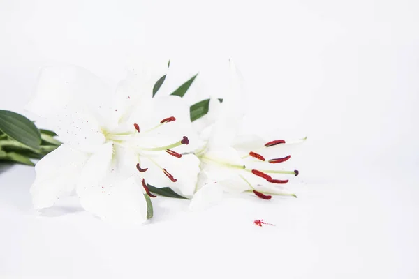Белая Лилия Белом Фоне — стоковое фото