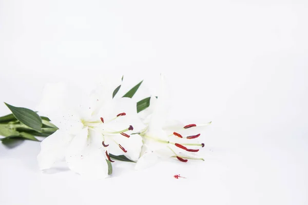 Біла Лілія Білому Тлі — стокове фото