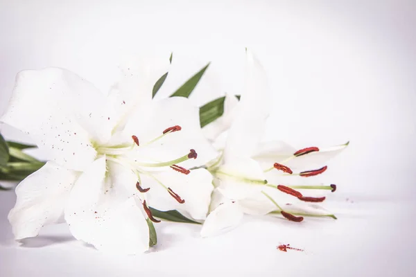 White Lily White Background — Stock Photo, Image