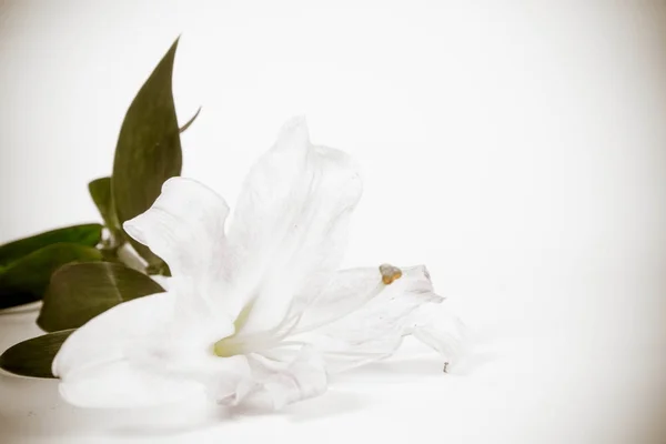 White Lily Wwhite Background — Stock Photo, Image