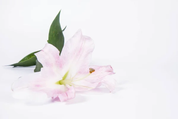 Giglio Rosa Sfondo Bianco — Foto Stock
