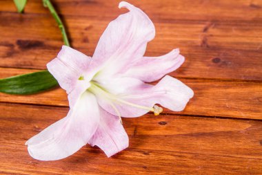 Ahşap arka plan üzerinde pembe lily