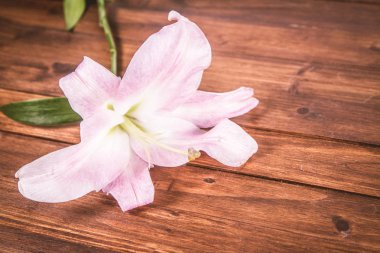 Ahşap arka plan üzerinde pembe lily