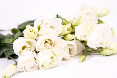 Beyaz bir arka planda beyaz güller