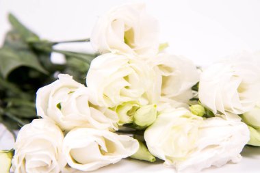 Beyaz bir arka planda beyaz güller