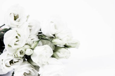 Beyaz bir arka planda beyaz güller