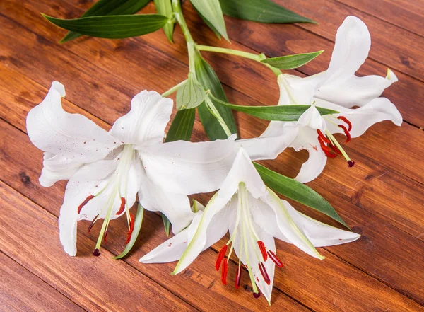 Giglio Bianco Uno Sfondo Legno — Foto Stock