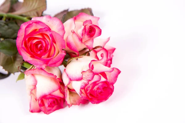 Rózsaszín Rózsák Fehér Alapon — Stock Fotó
