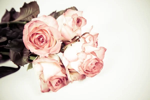 Rosas Rosadas Sobre Fondo Blanco — Foto de Stock