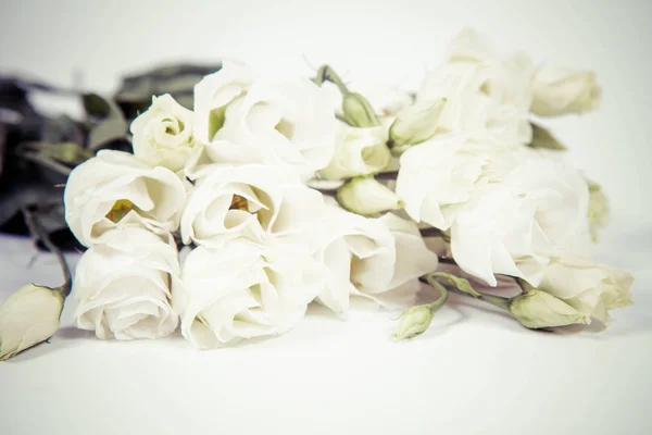 Rosas Blancas Sobre Fondo Blanco —  Fotos de Stock