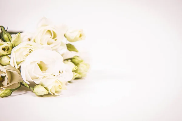 Bílé Růže Bílém Pozadí — Stock fotografie