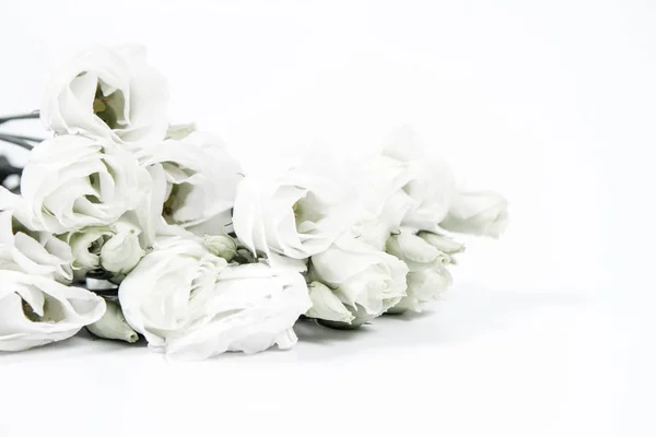 White Roses White Background — Stock Photo, Image