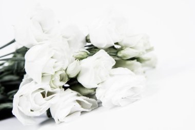 Beyaz bir arka planda beyaz güller