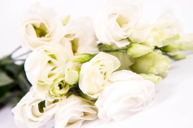 Beyaz bir arka planda beyaz güller