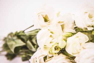 Beyaz bir arka planda beyaz güller