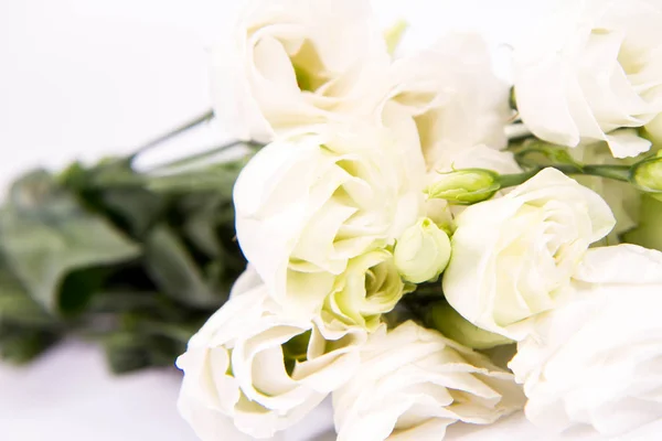 Rosas Blancas Sobre Fondo Blanco — Foto de Stock