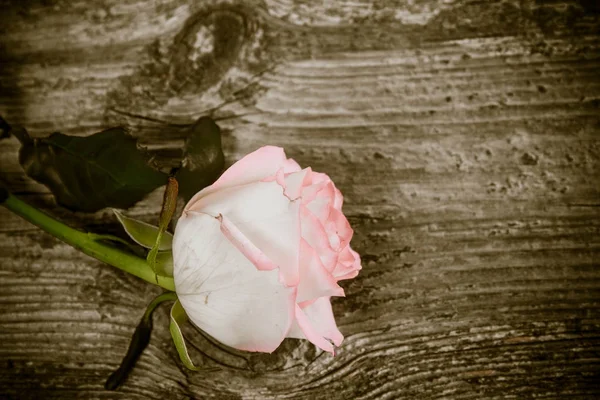Rosa Blanca Sobre Fondo Madera — Foto de Stock