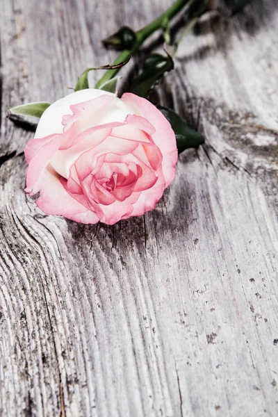 Białym Różowa Róża Podłoże Drewniane — Zdjęcie stockowe