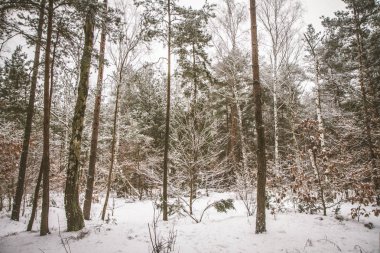 bir ormanda kış manzarası