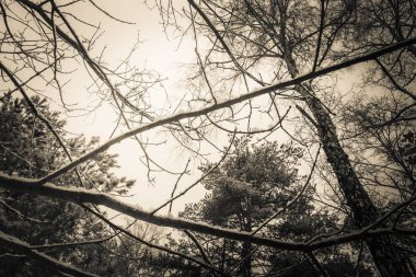 bir ormanda kış manzarası