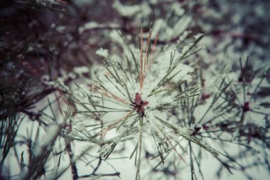 bir ormanda kış manzarası