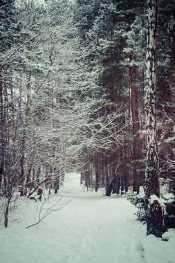 bir ormanda kış manzarası