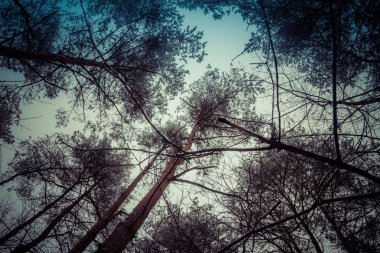 bir ormanda kış manzarası