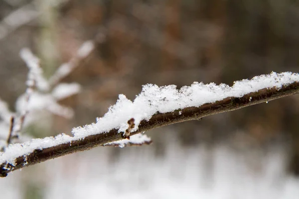 Bir Ormanda Kış Manzarası — Stok fotoğraf