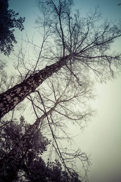 森の冬の風景 — ストック写真