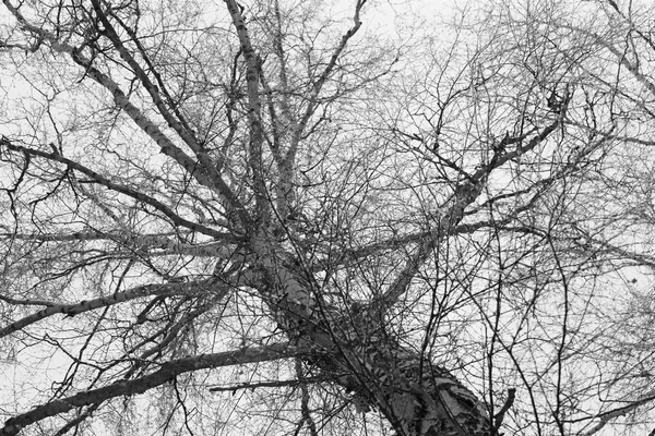 Winter Landscape Forest — Stock Photo, Image