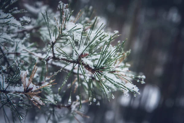 Zimowy Krajobraz Lesie — Zdjęcie stockowe