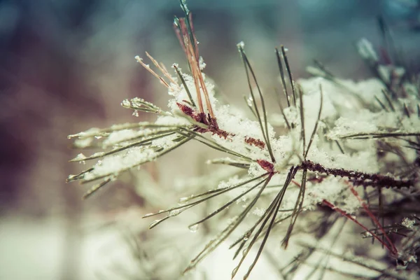 Paesaggio Invernale Una Foresta — Foto Stock