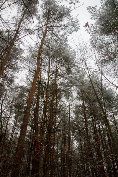 Winterlandschap Een Forest — Stockfoto