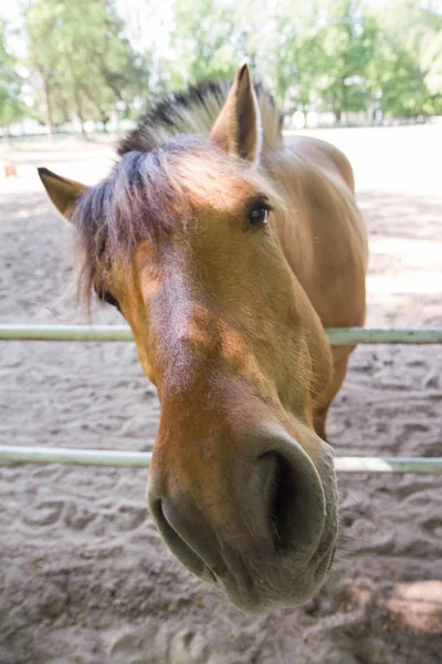 Bruin Paard Een Weiland — Stockfoto