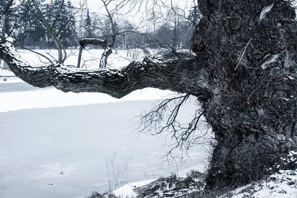 Creepy Looking Tree Lakeside — Stock Photo, Image