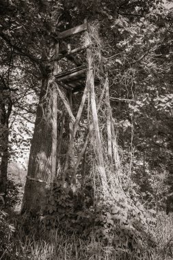 Siyah beyaz ağaçları arasında avcılık platformu