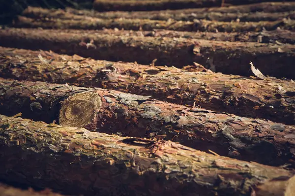 Pilha Madeira Cortada Uma Floresta — Fotografia de Stock